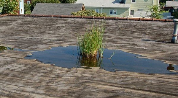 Plants growing due to Ponding water. Drains should be cleaned periodically. Plants growing due to Ponding water. Drains should be cleaned periodically.