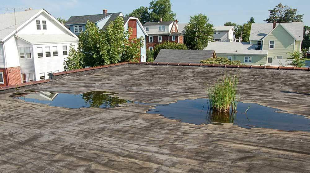 Drain-plant-growing on flat roof Drain-plant-growing on flat roof
